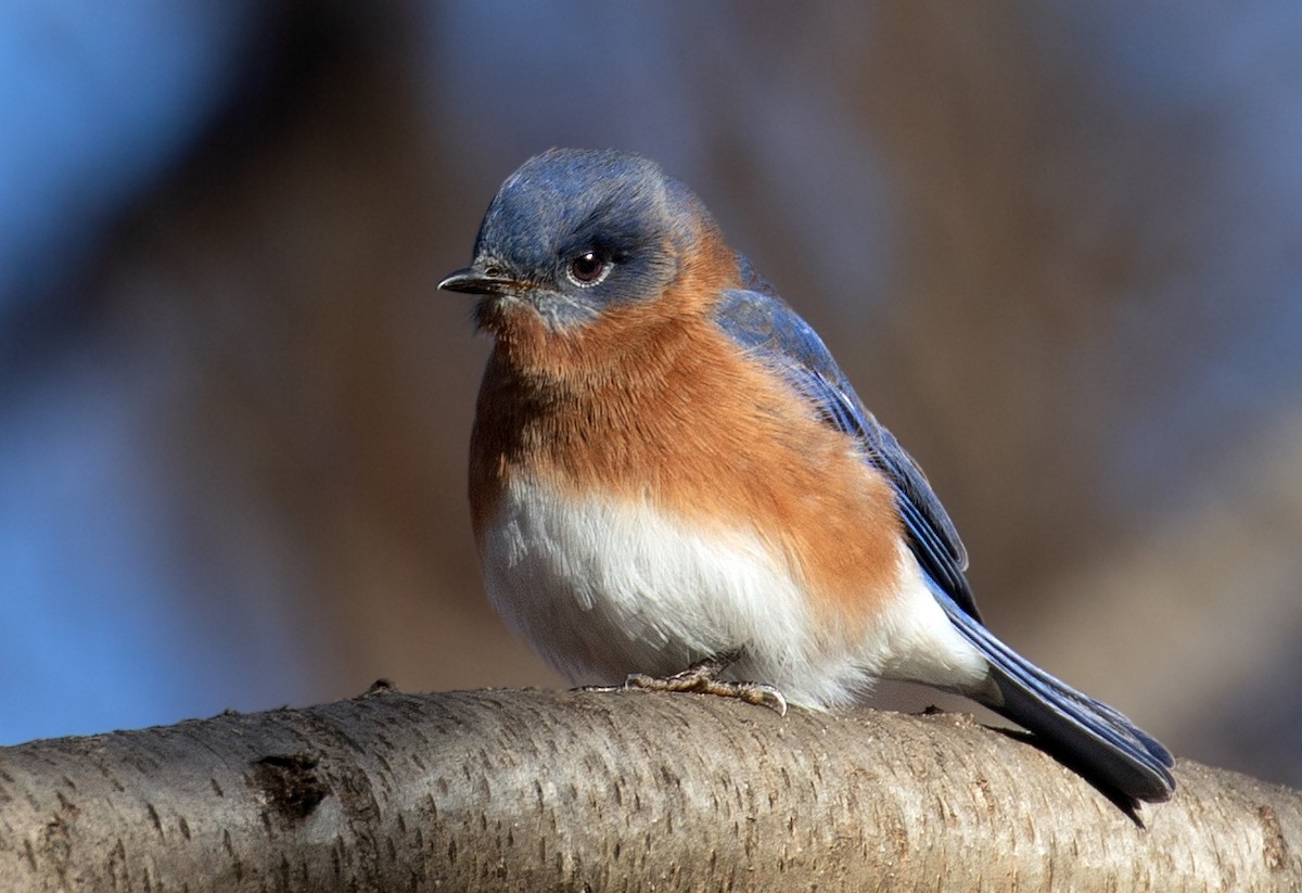 Eastern Bluebird - ML649293736