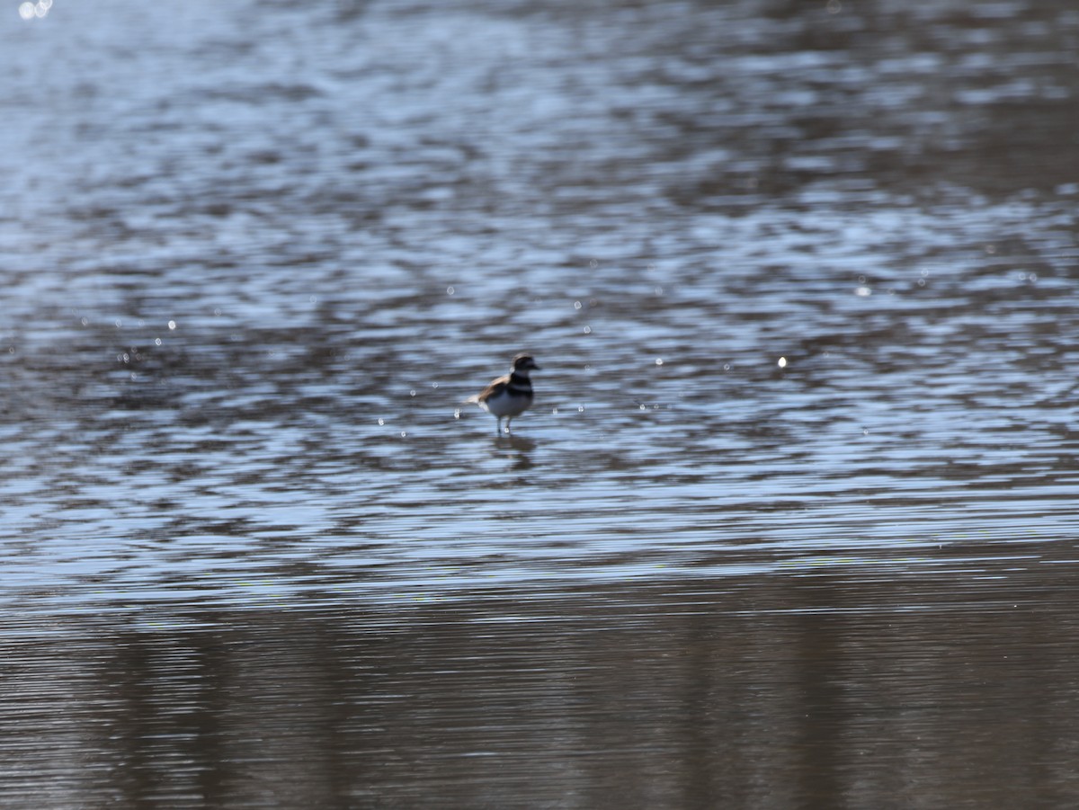 Killdeer - ML649293818