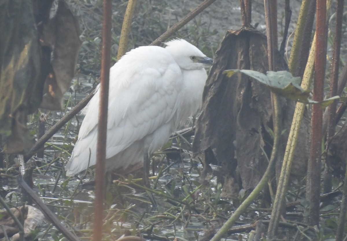 Чепура мала - ML649294022