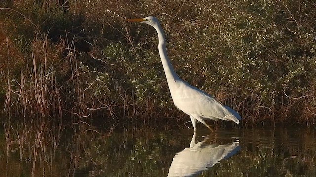 Цасч дэглий - ML649294030