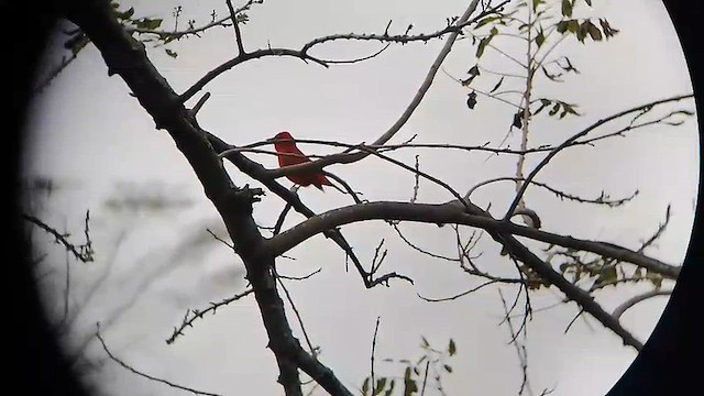 Summer Tanager - ML649294050