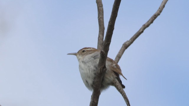 Bewick's Wren - ML649294128
