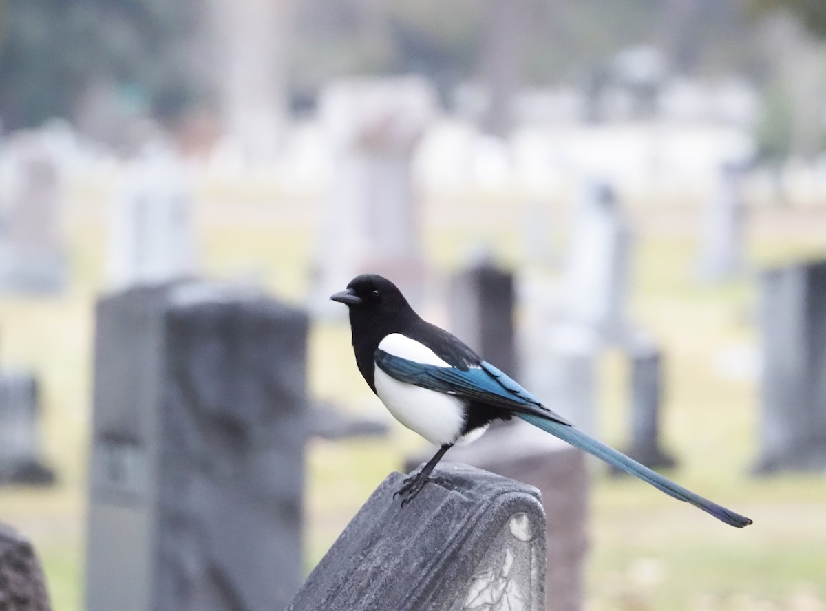 Сорока канадська - ML649294155