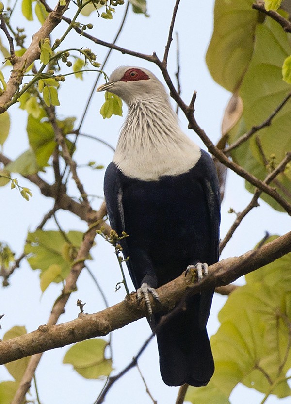 Comoro Blue-Pigeon - ML649294274