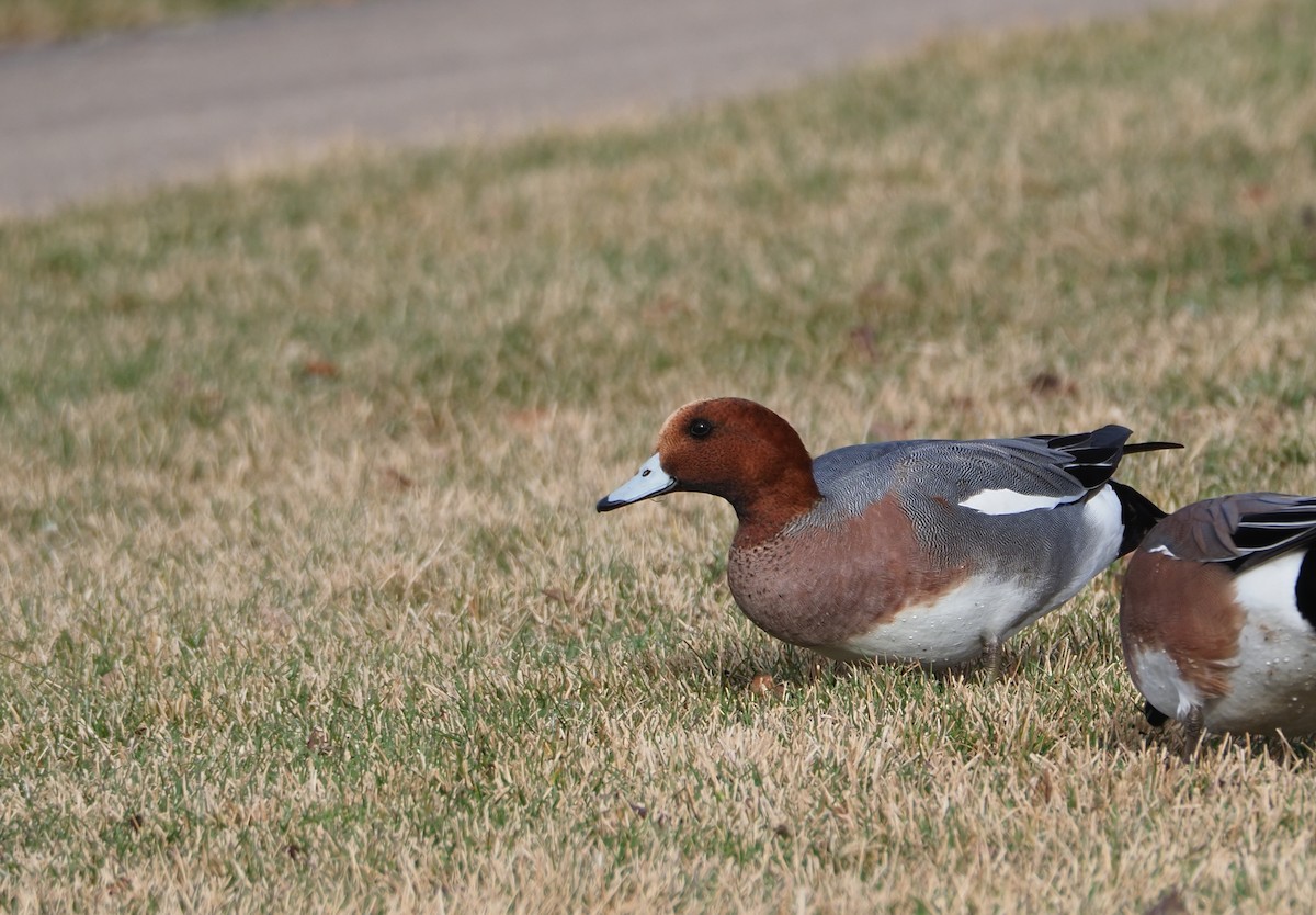 Свищ євразійський - ML649294298