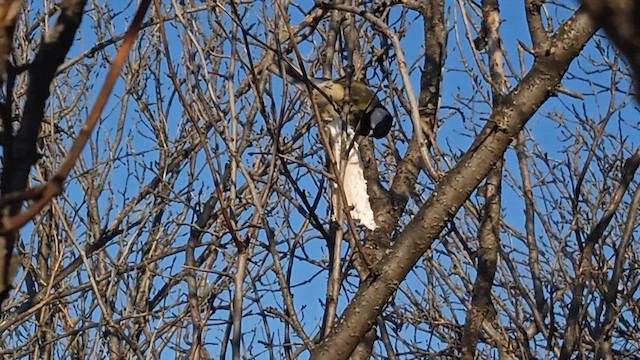 Их хөх бух - ML649294314