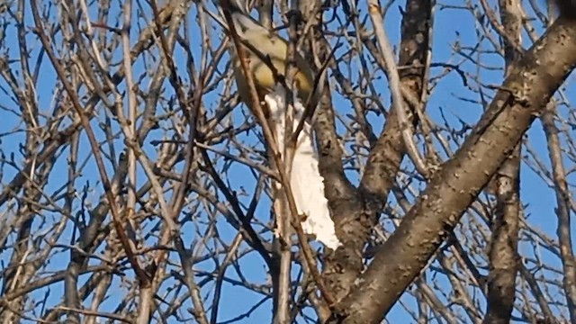 Их хөх бух - ML649294319