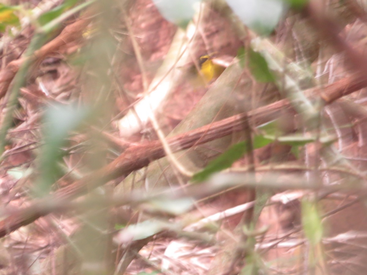 Kentucky Warbler - ML649294452