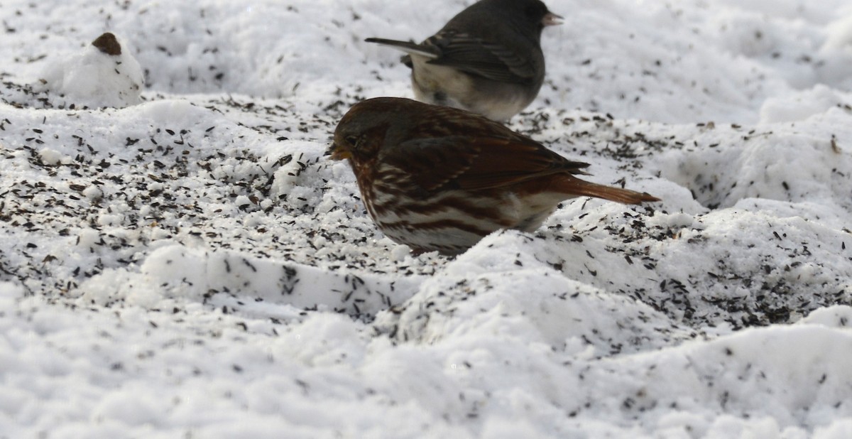 Passerella variabile - ML649294470