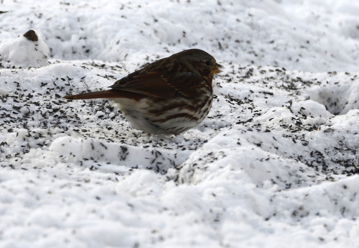 Passerella variabile - ML649294505