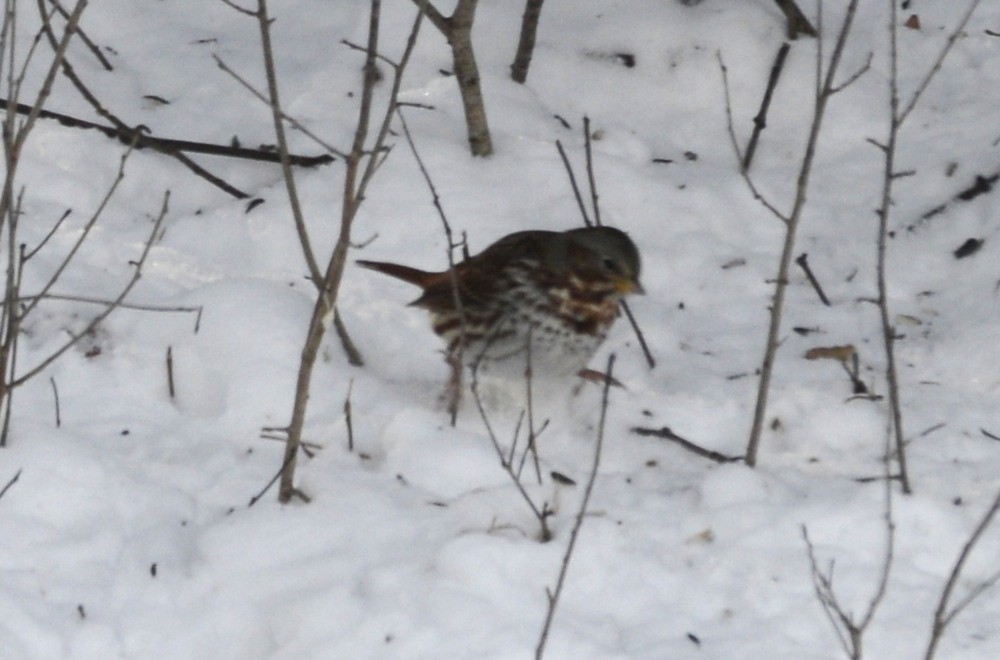 Passerella variabile - ML649294527