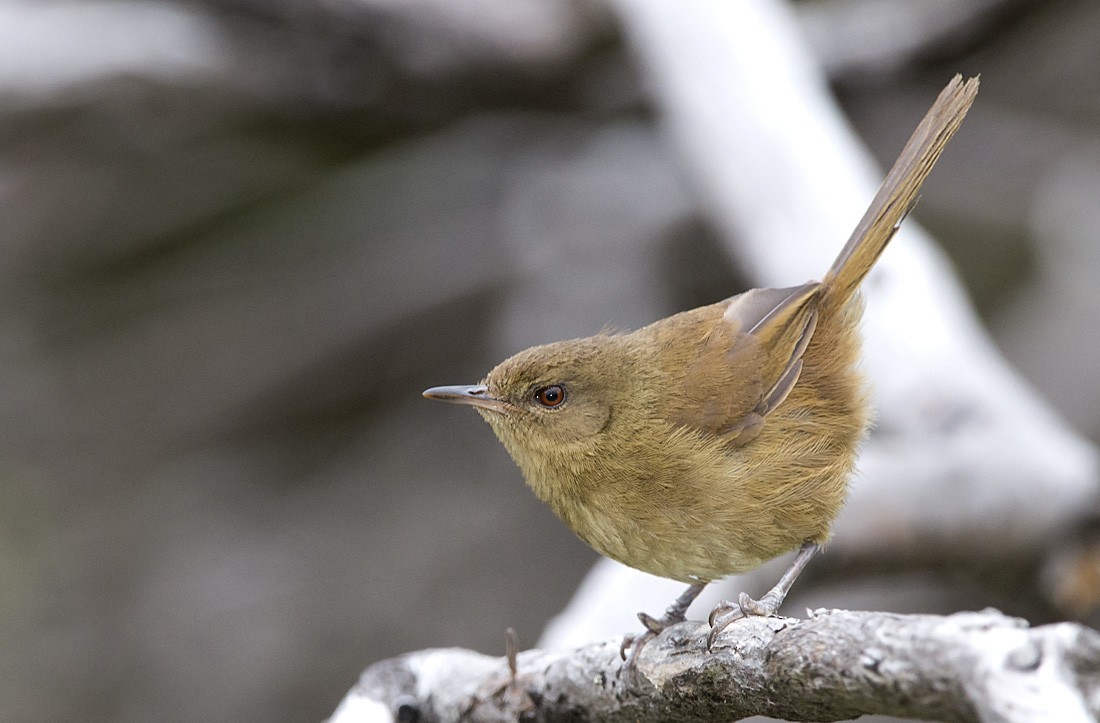 Grande Comore Brush-Warbler - ML649294597