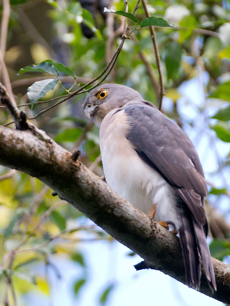 Frances's Sparrowhawk - ML649294626