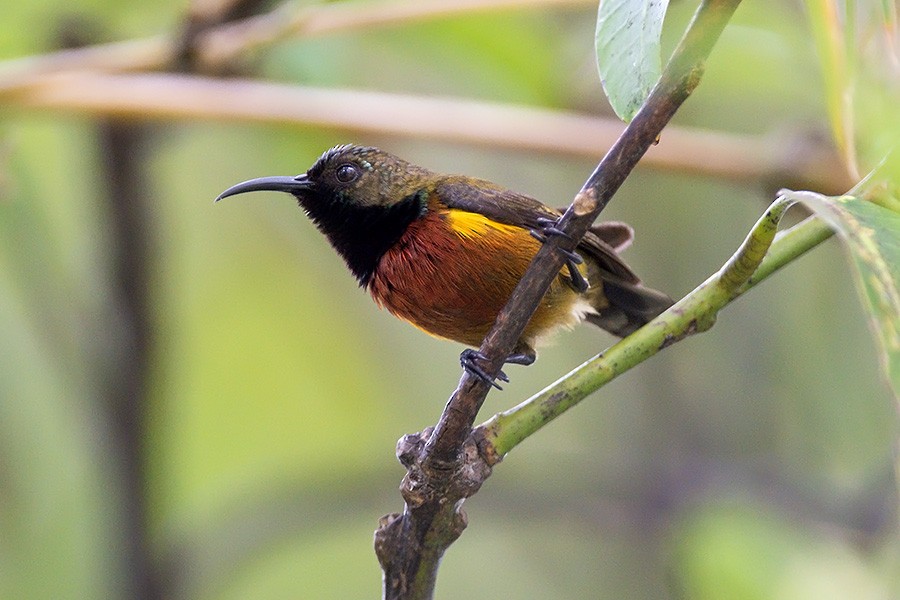 Humblot's Sunbird - ML649294644
