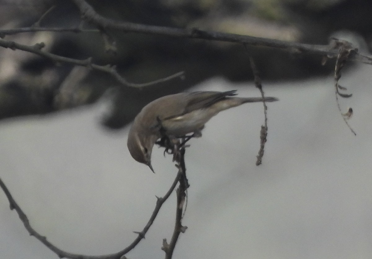 Вівчарик-ковалик - ML649294695