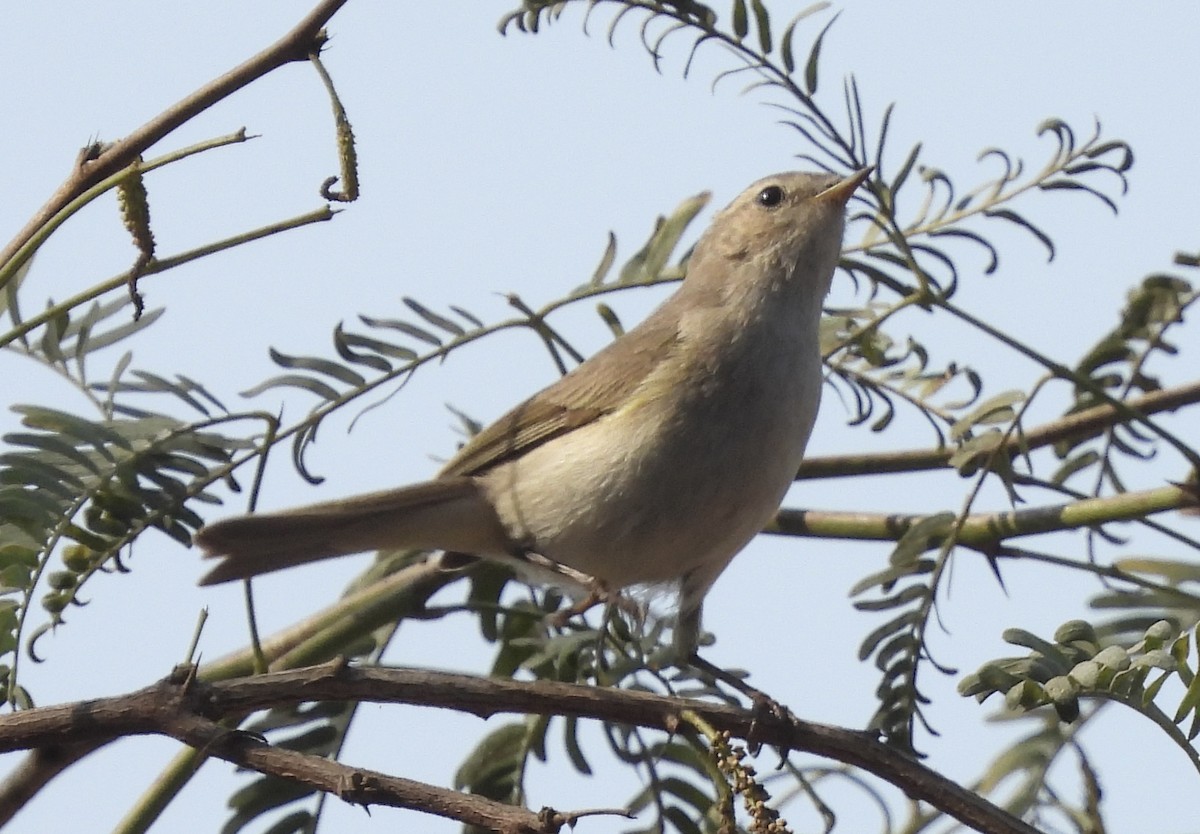 Вівчарик-ковалик - ML649294696