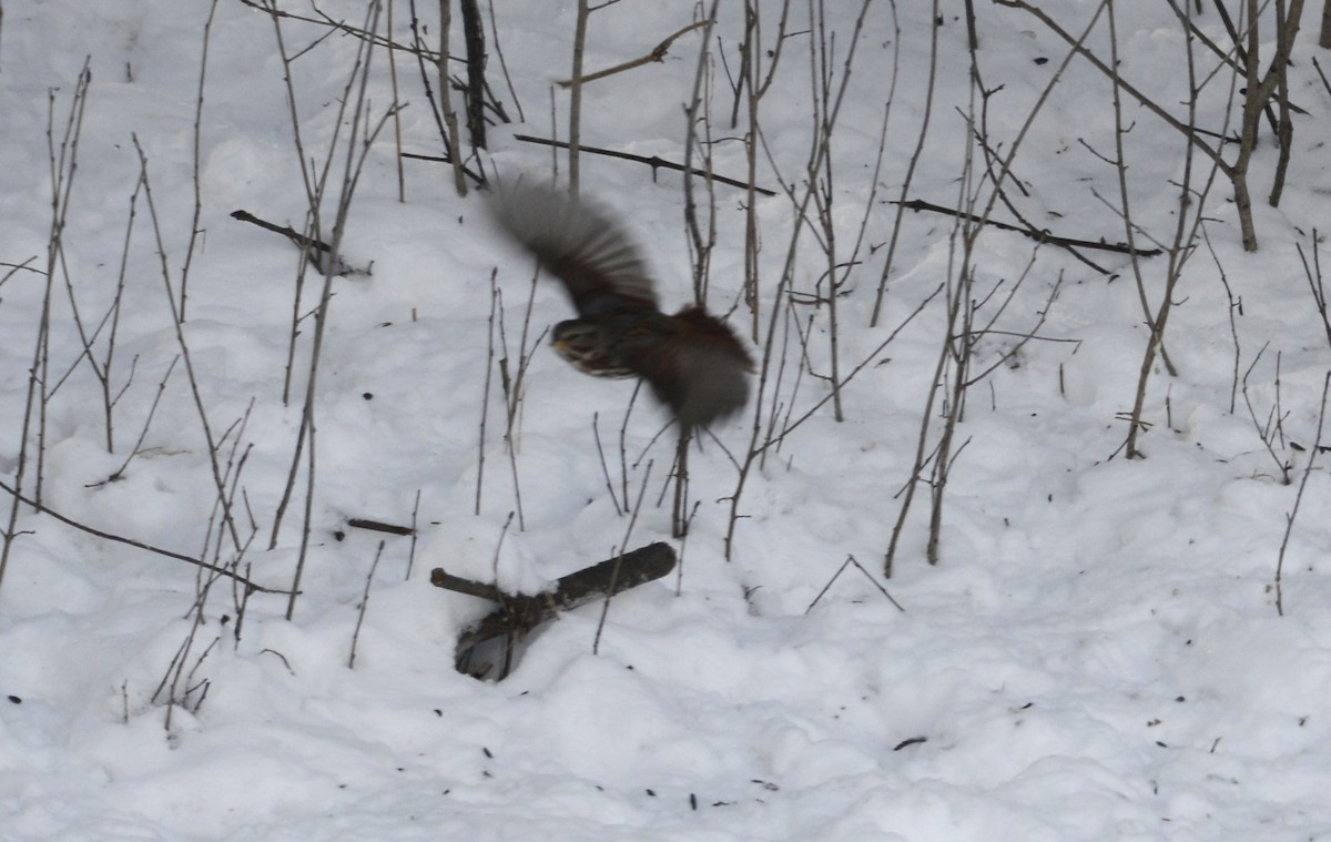 Passerella variabile - ML649294720