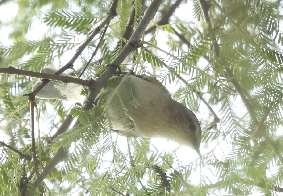 Берестянка південна - ML649294825