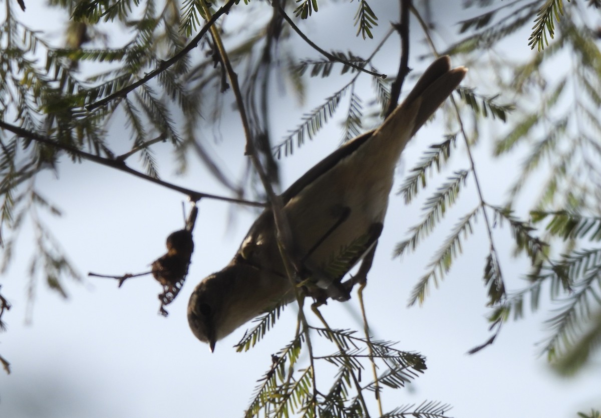Берестянка південна - ML649294826
