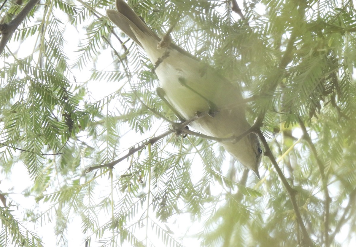 Берестянка південна - ML649294827