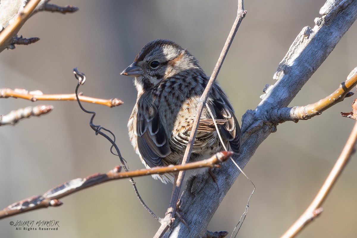 Пасовка співоча - ML649294869