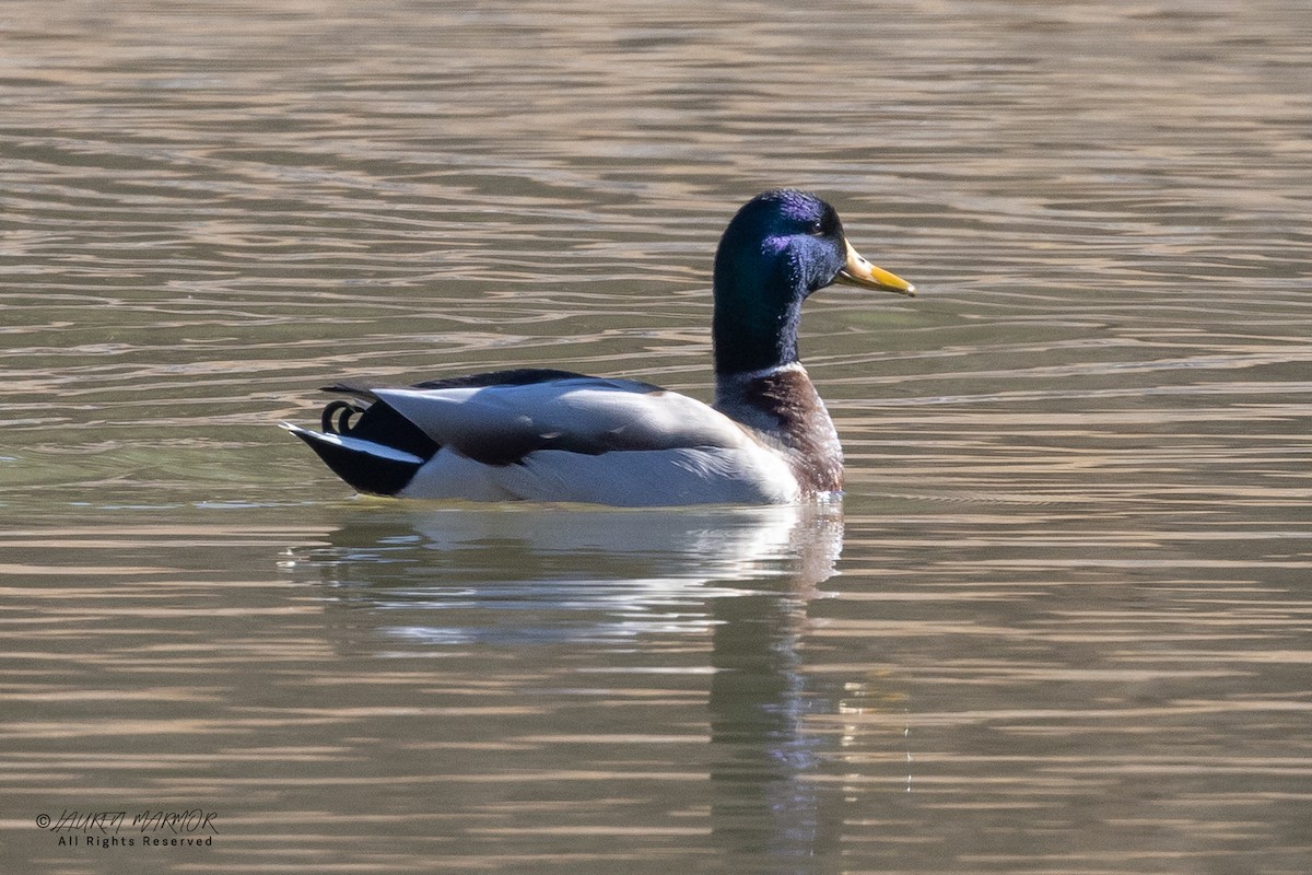 Крижень звичайний - ML649294879