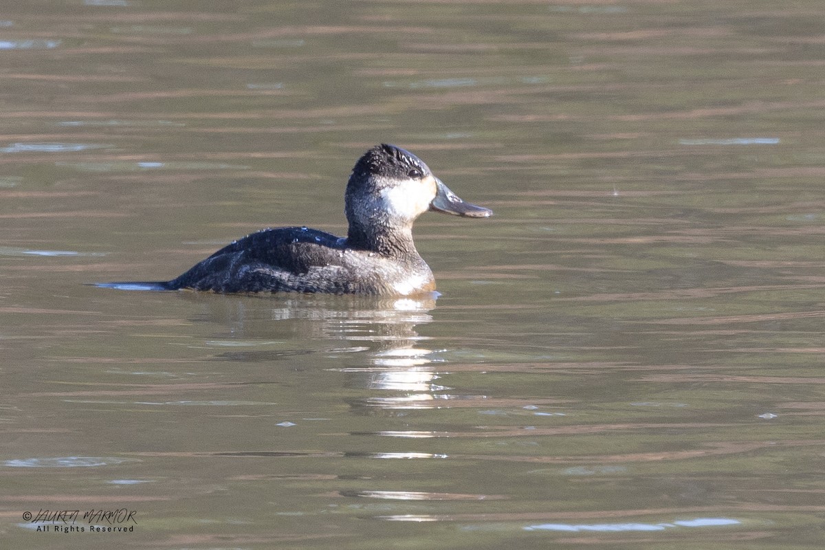 Савка американська - ML649294883