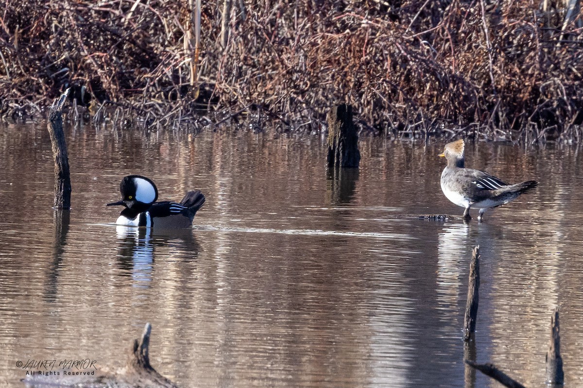 Крех жовтоокий - ML649294908
