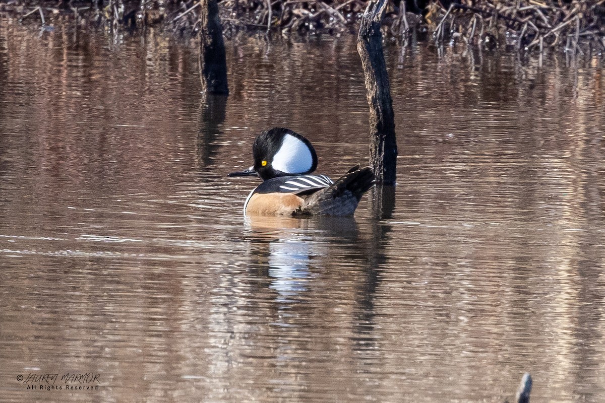 Крех жовтоокий - ML649294909