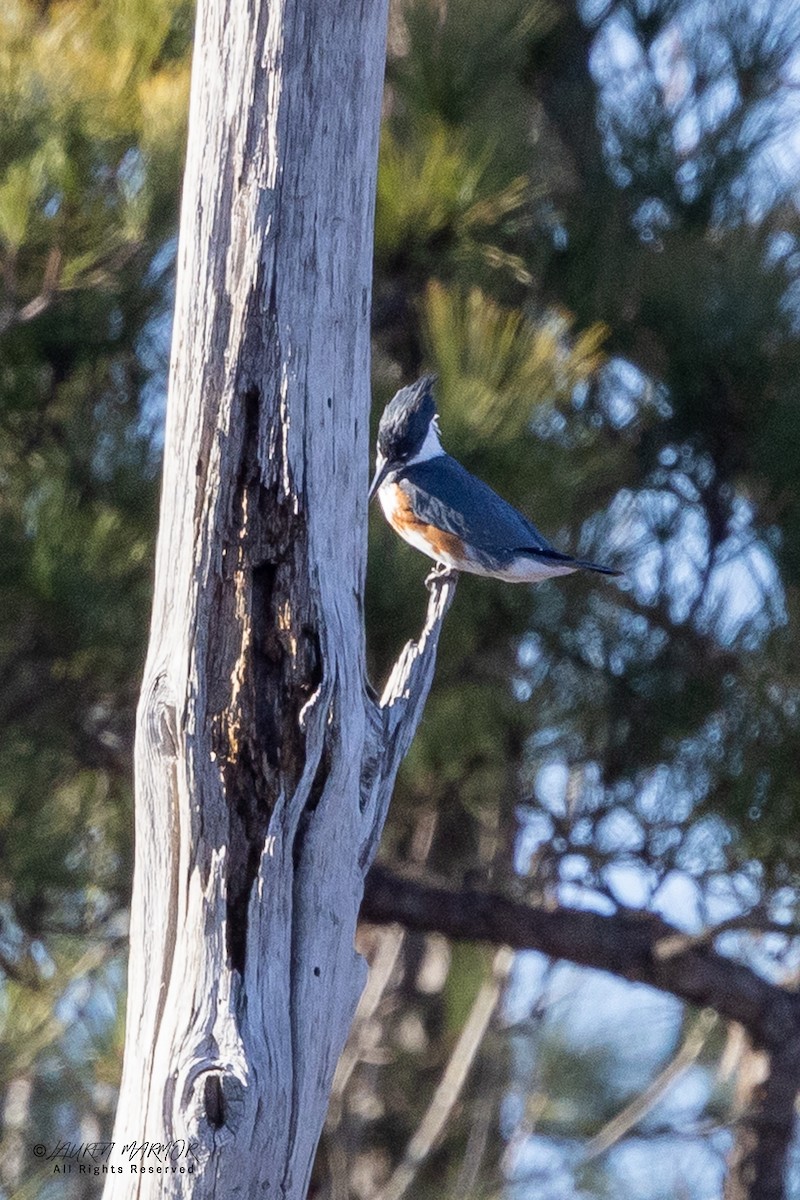 Рибалочка-чубань північний - ML649294915