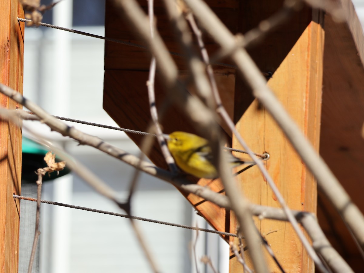 Pine Warbler - ML649294951