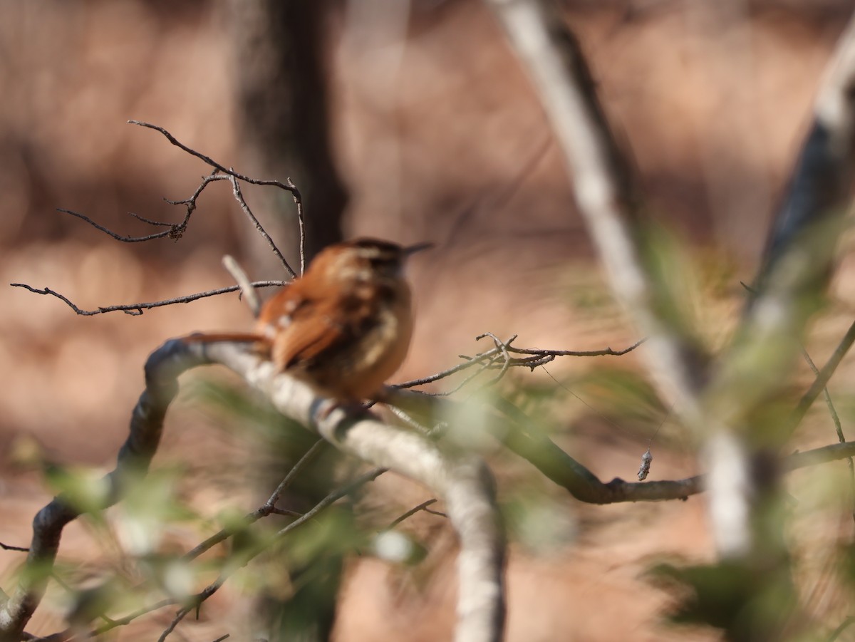Carolina Wren - ML649295211