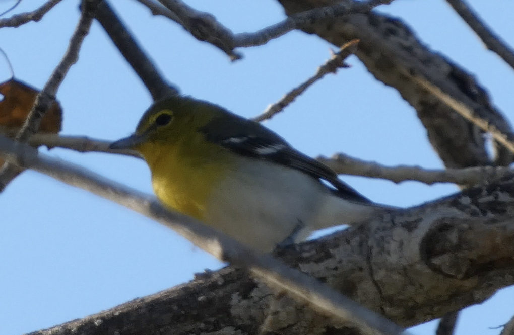 ויראו צהוב-גרון - ML649295312