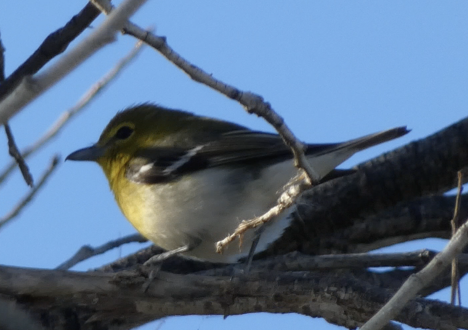 ויראו צהוב-גרון - ML649295313