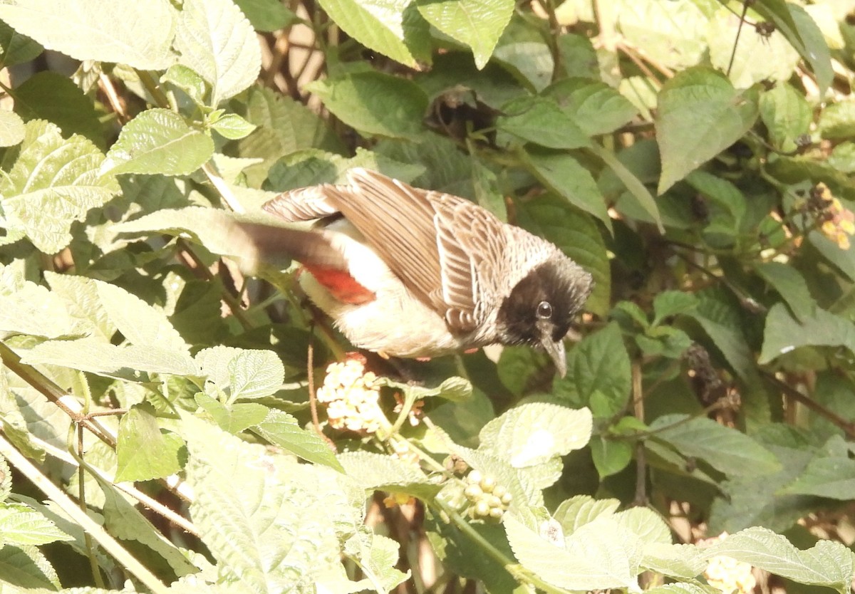 Бюльбюль червоногузий - ML649295358