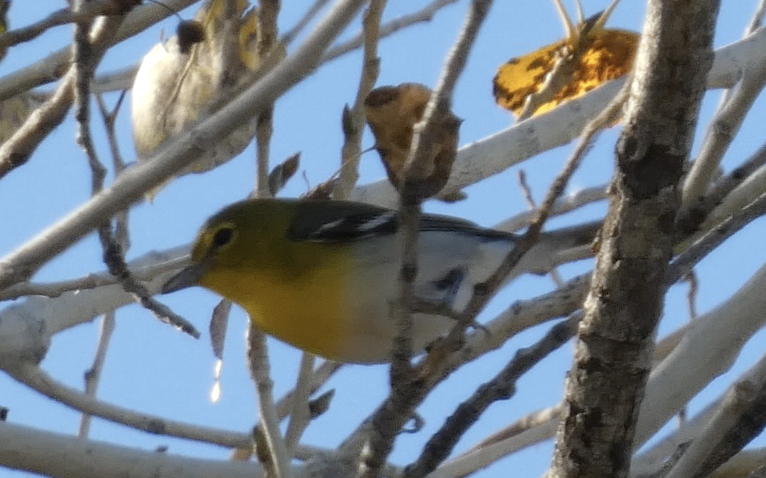 ויראו צהוב-גרון - ML649295369
