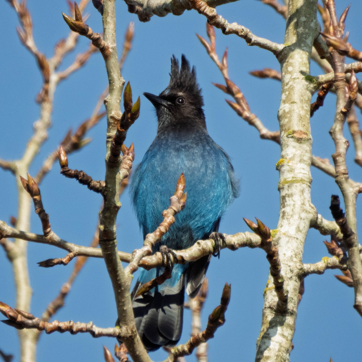 Steller's Jay - ML649295761