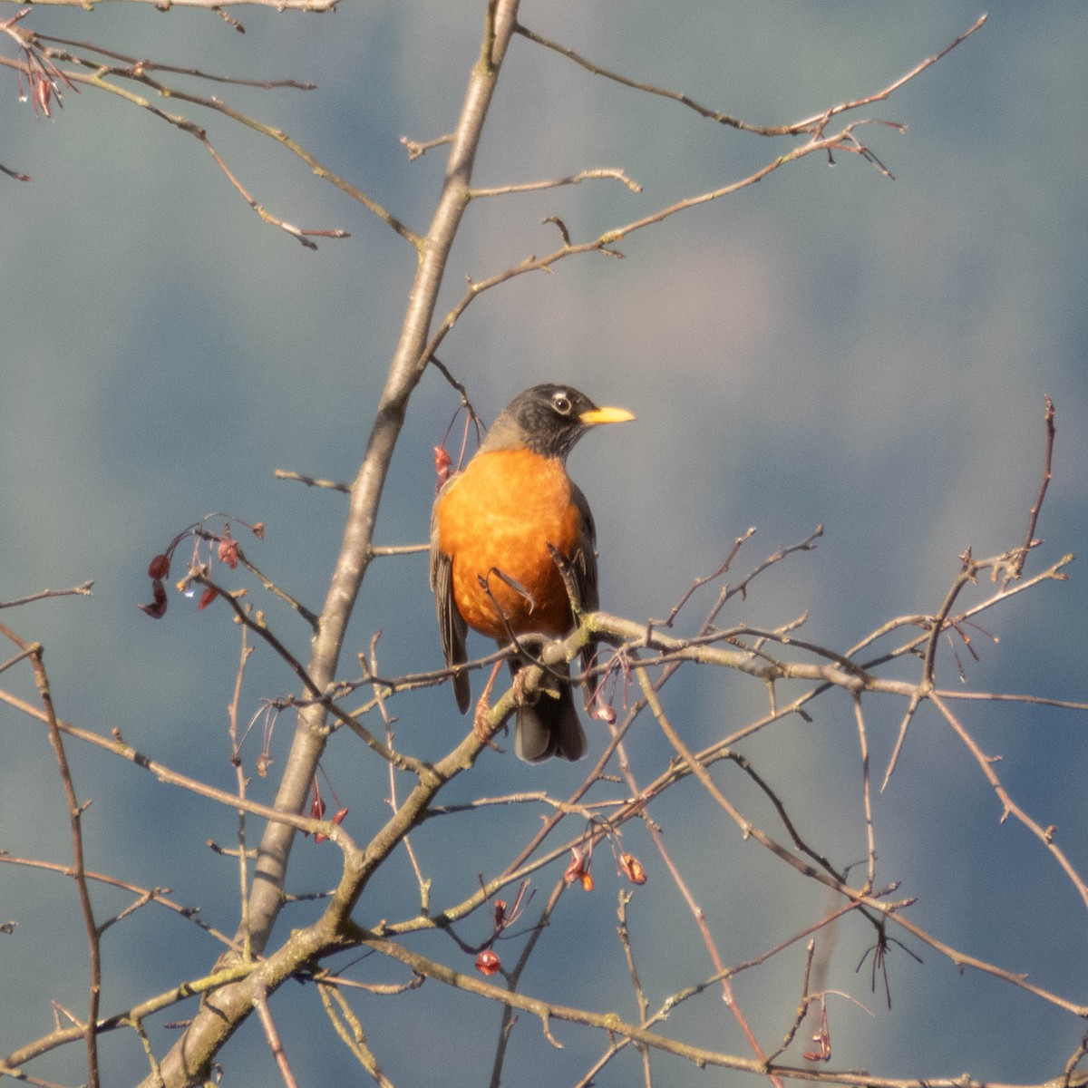 American Robin - ML649295770
