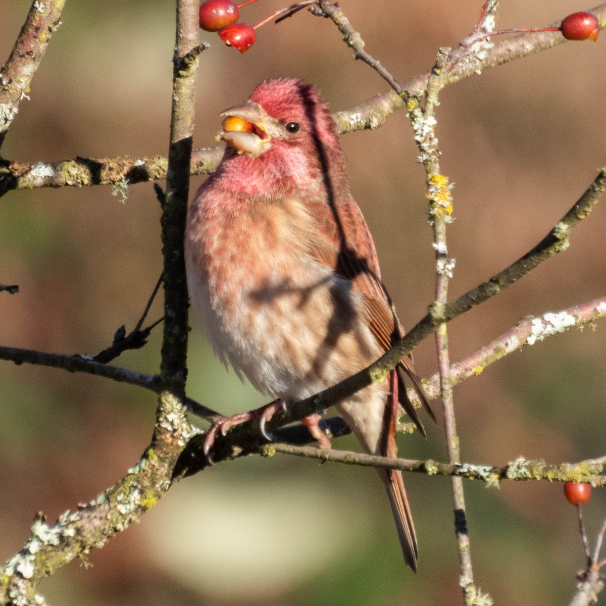 Purple Finch - ML649295776