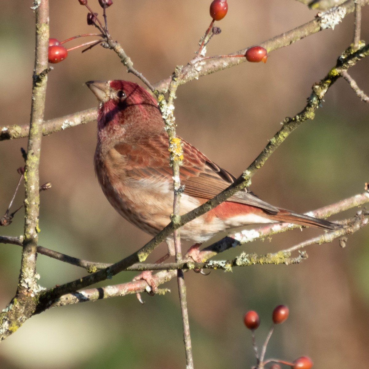 Purple Finch - ML649295777