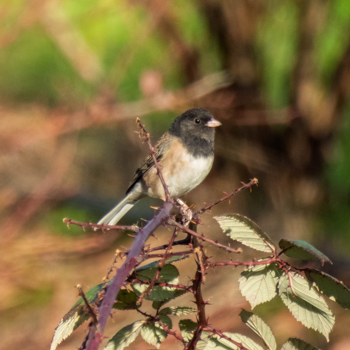 Dark-eyed Junco - ML649295783