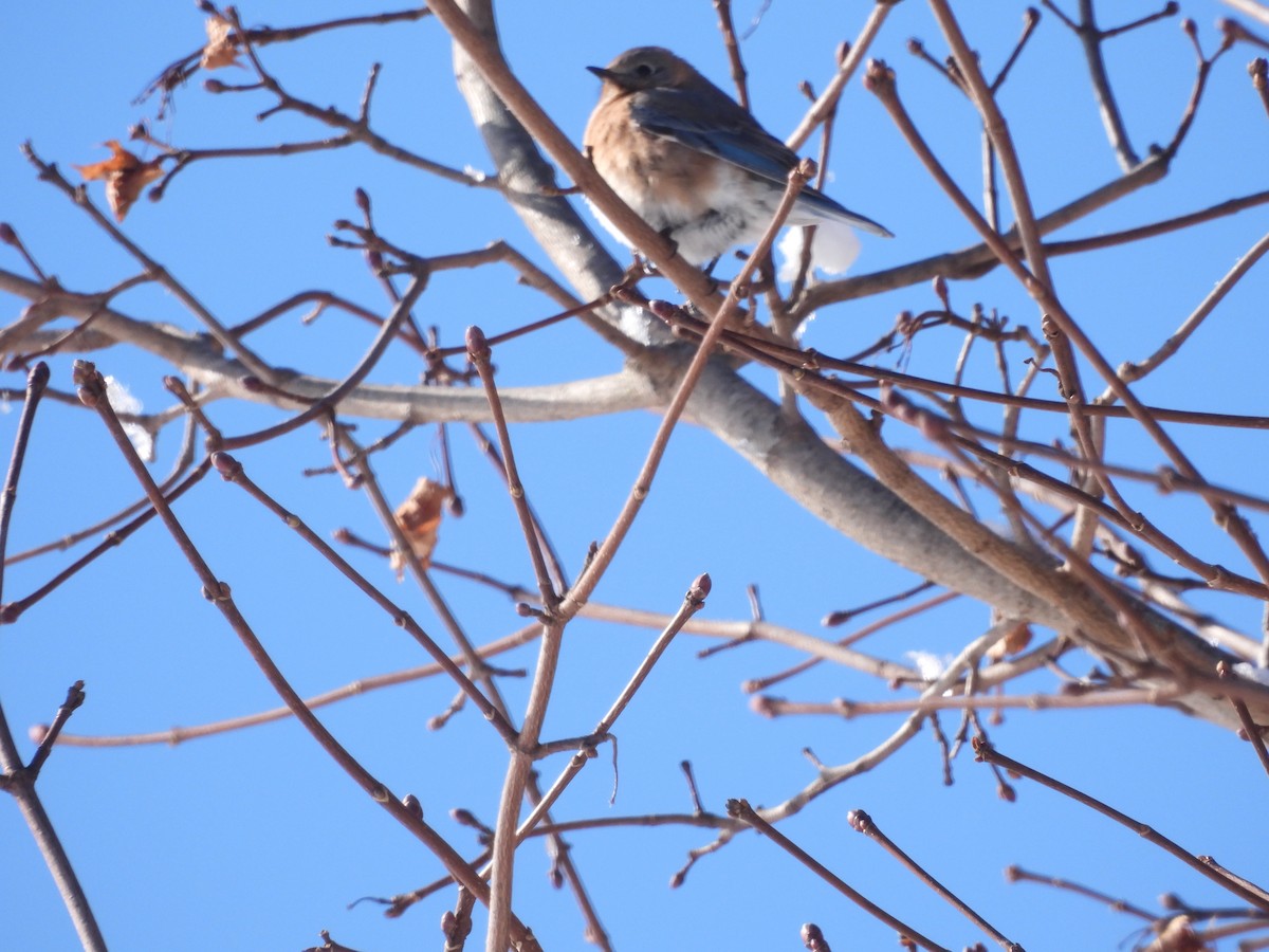 Eastern Bluebird - ML649296240
