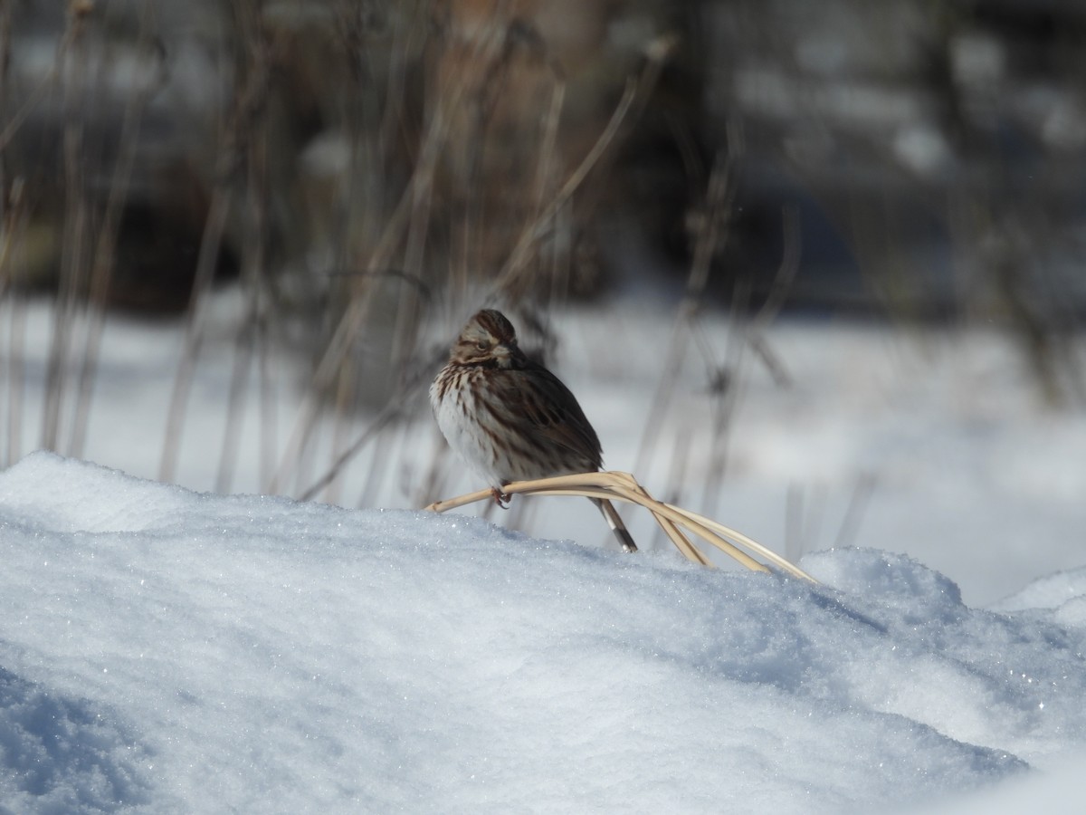 Song Sparrow - ML649296246