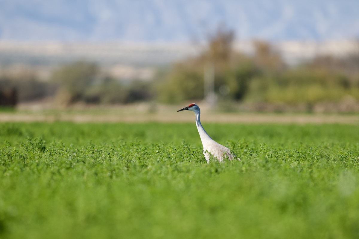 Sandhill Crane - ML649296378