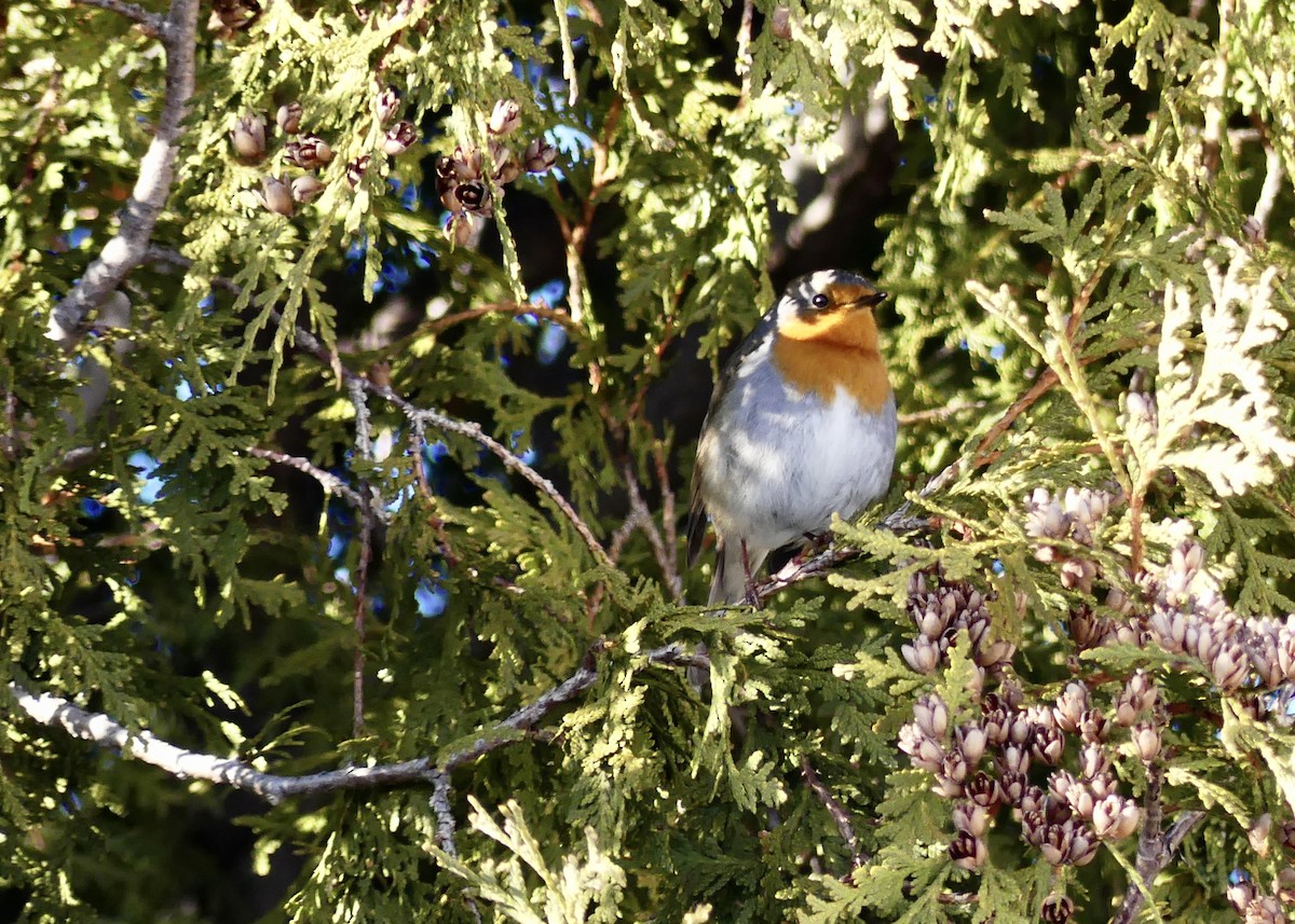 Txantxangorria - ML649296385