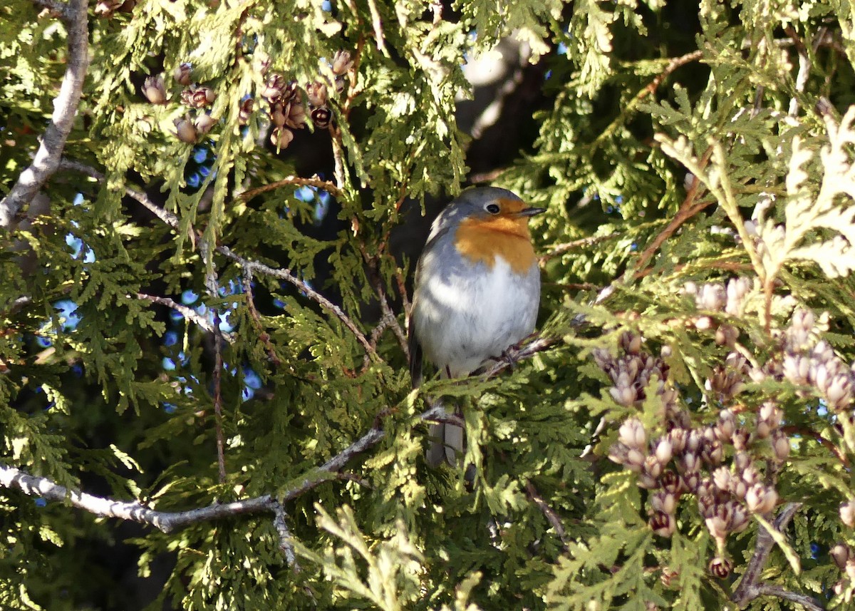 Txantxangorria - ML649296392