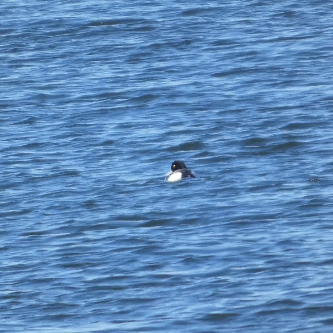 bergand - ML649296530