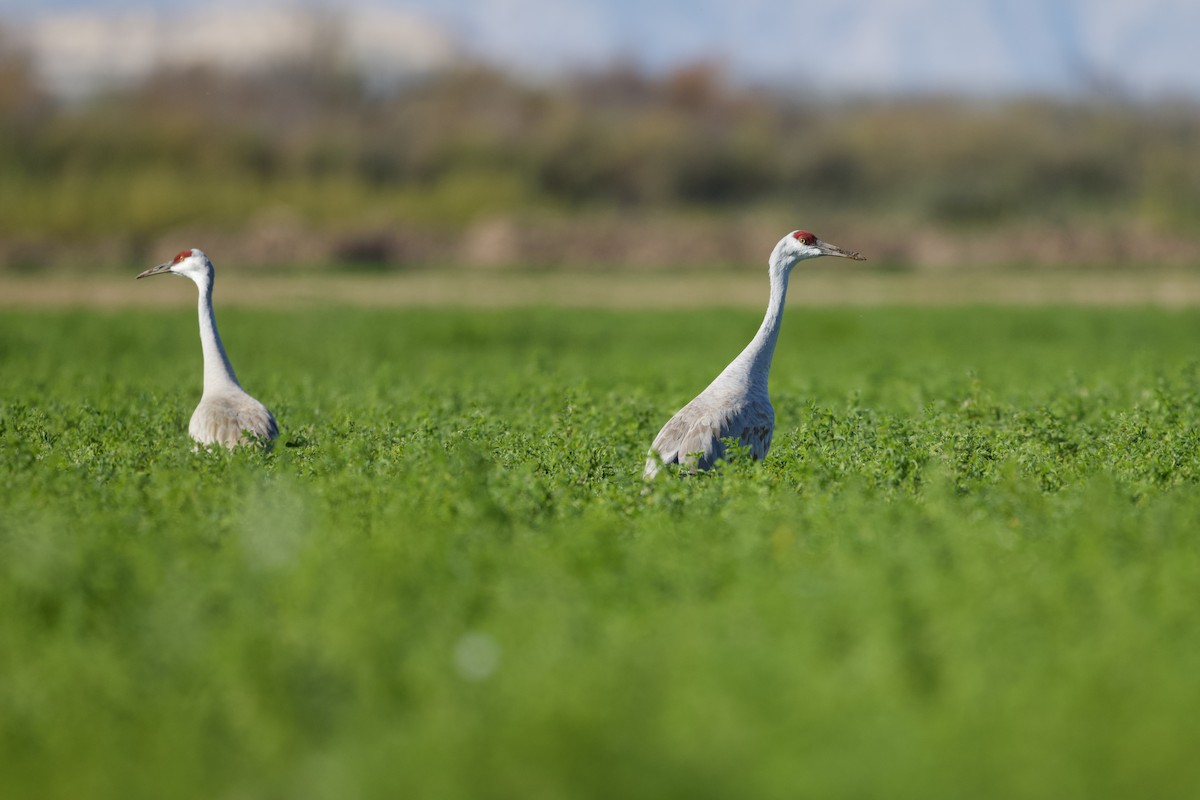 Sandhill Crane - ML649296576