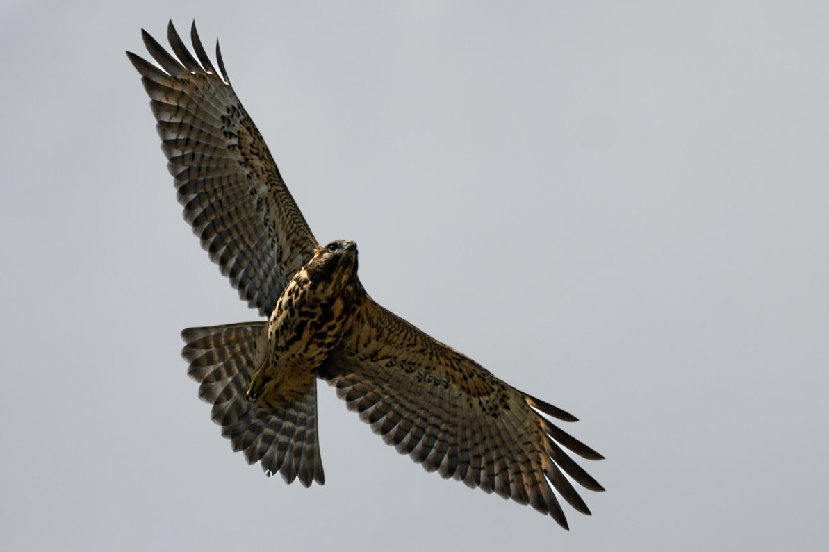 ハネビロノスリ - ML649296937