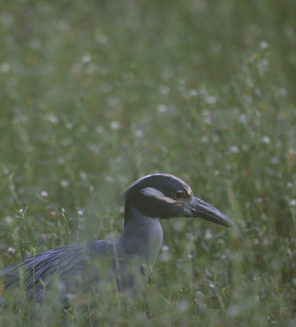 Yellow-crowned Night Heron - ML649297070